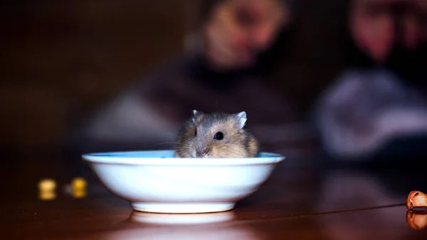 Niedliche Kleine Russische Zwerghamster Essen Während Sie Einer Kleinen Schüssel — Stockfoto