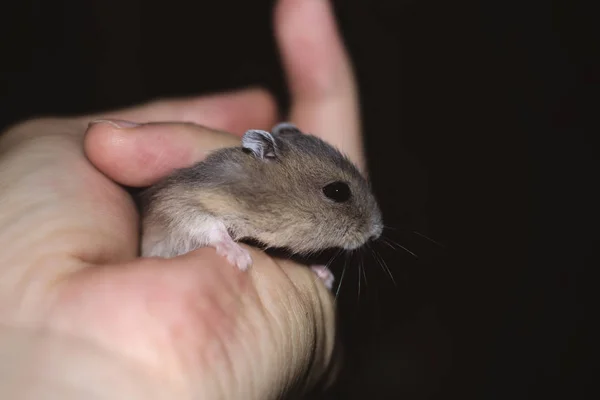 Mignon Petit Hamster Nain Russe Regardant Quelque Chose Penser Aventure — Photo