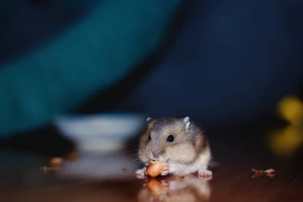 Cute Little Tiny Russian Dwarf Hamster Eating Peanut Very Happy — Stock Photo, Image