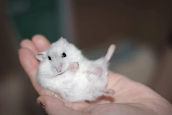 Cute Little Tiny White Male Russian Dwarf Hamster Laying Back — Stock Photo, Image