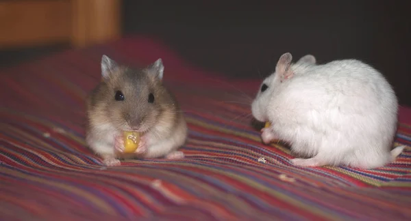 Bonito Pouco Russo Anão Hamster Casal Comer Milho Muito Feliz — Fotografia de Stock