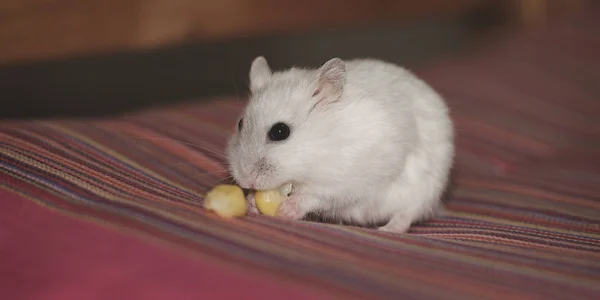 Cute Little Russian White Male Dwarf Hamster Eating Corn While — Stock Photo, Image