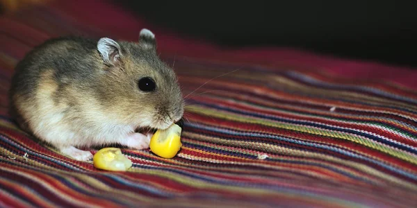 Niedliche Kleine Russische Zwerghamsterin Isst Mais Während Sie Auf Seinen — Stockfoto