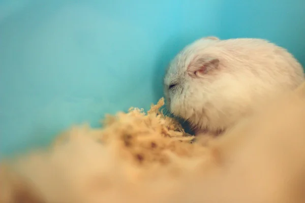 Bonito Pequeno Hamster Anão Russo Dormindo Sua Gaiola Plástico Como — Fotografia de Stock