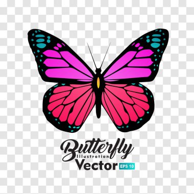 renkli Kelebek illüstrasyon vektör koleksiyonu