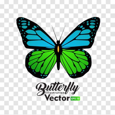 renkli Kelebek illüstrasyon vektör koleksiyonu