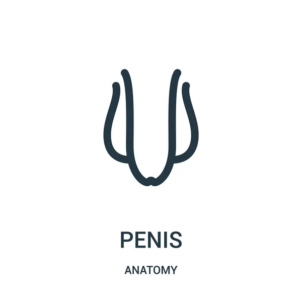Penis ikonen vektor från anatomi samling. Tunn linje penis disposition ikonen vektorillustration. Linjär symbol för användning på webben och mobila apps, logotyp, utskriftsmaterial. — Stock vektor