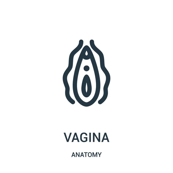 Vajina simge vektör anatomi koleksiyonundan. İnce çizgi vajina anahat simgesini vektör çizim. Web ve mobil uygulamalar, logo, baskı ortamı kullanmak için doğrusal sembolü.