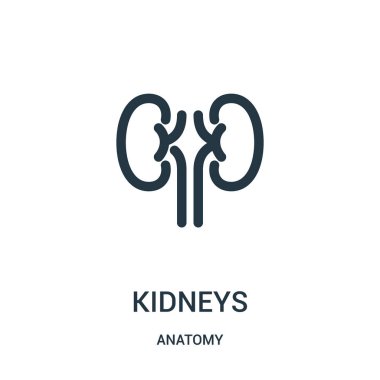 böbrekler simge vektör anatomi koleksiyonundan. İnce çizgi böbrekler simge vektör çizim anahat. Web ve mobil uygulamalar, logo, baskı ortamı kullanmak için doğrusal sembolü.