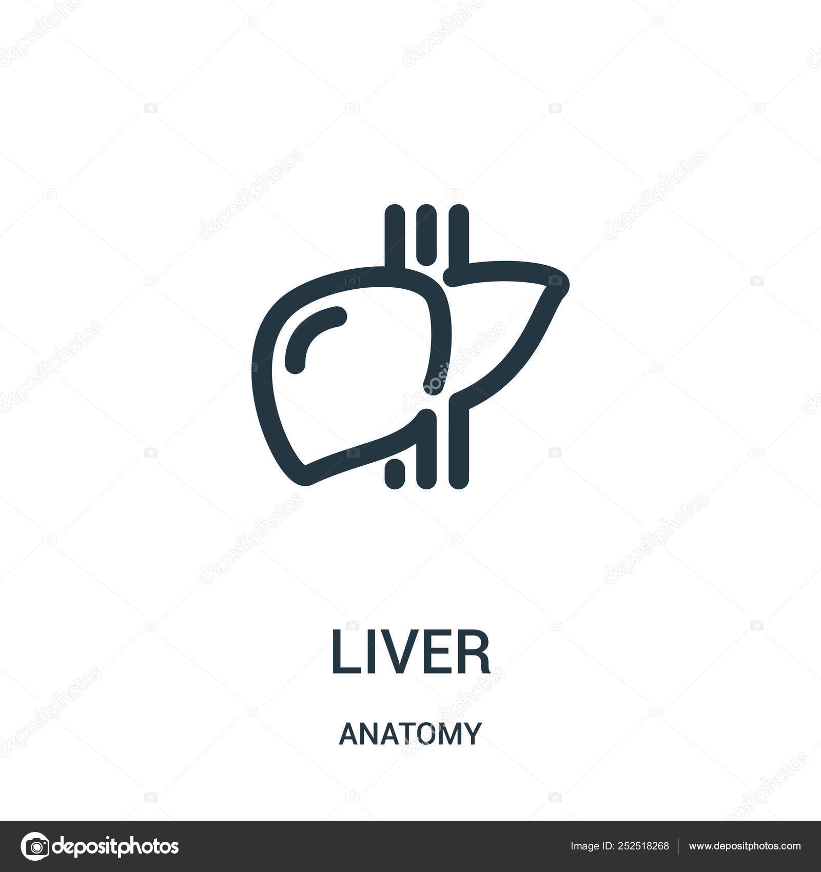 Liver icon vector from anatomy collection. Thin line liver outline icon vector illustration