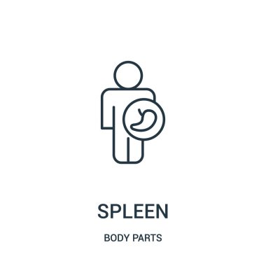 dalak simge vektör vücut parçaları koleksiyonundan. İnce çizgi dalak anahat simgesini vektör çizim.