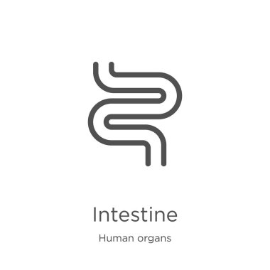 insan organları toplama bağırsak simgesi vektör. İnce çizgi bağırsak anahat simgesi vektör illüstrasyon. Anahat, web sitesi tasarımı ve mobil için ince çizgi bağırsak simgesi, uygulama geliştirme.