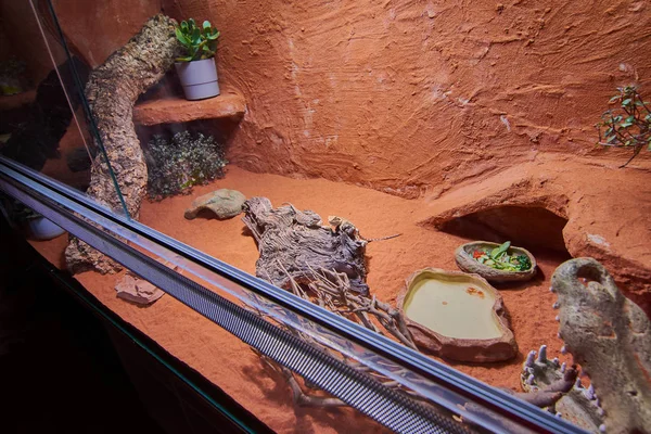 Terrário para dragões barbudos — Fotografia de Stock