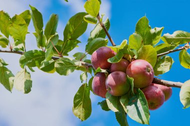 Mavi bulutlu gökyüzü karşı dal olgun kırmızı elmalar