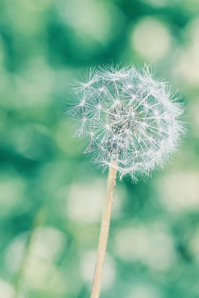 Macro Van Een Paardebloem Een Koude Kleur Stijl — Stockfoto