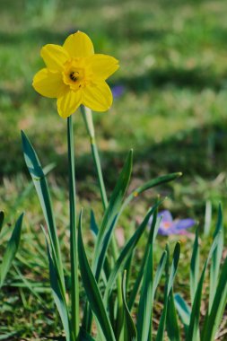 güneşli bir günde sarı nergis