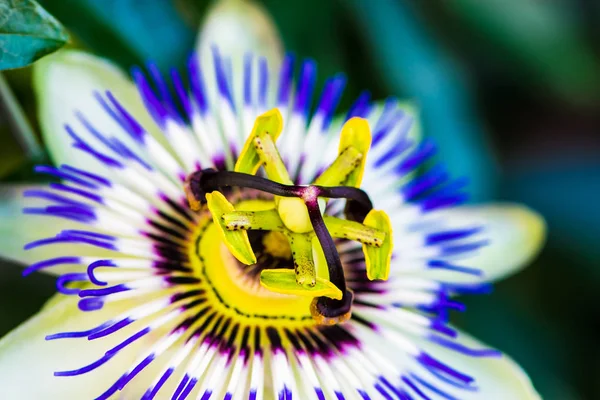 Foto Macro Ravvicinata Del Fiore Passione Comune Passiflora Caerulea — Foto Stock