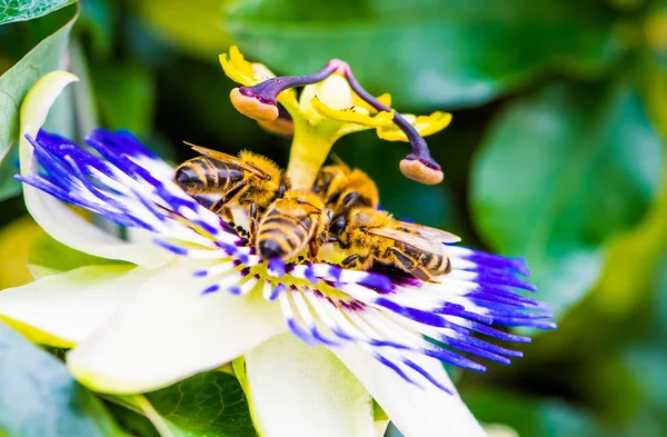 four bees on common passion flower, macro color photo of passiflora caerulea