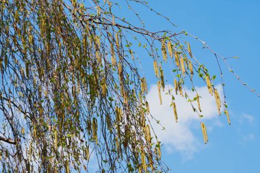 Huş ağacı dalı renk resmi kapatın