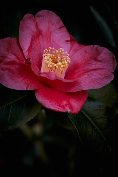 Close Levendige Roze Geel Camellia Bloem Een Groene Struik Een — Stockfoto
