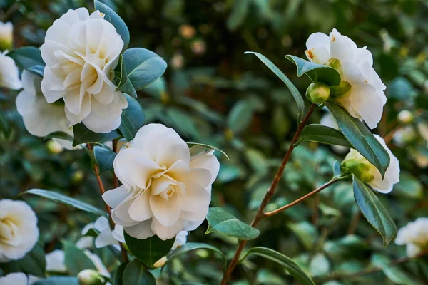 Blommor Vit Kamelia Camellia Japonica Grön Buske — Stockfoto