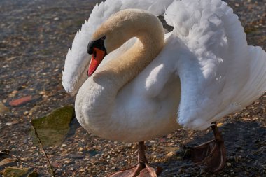 Ren Nehri yakınında Beyaz Kuğu yakın yukarı kanatları bıraktı