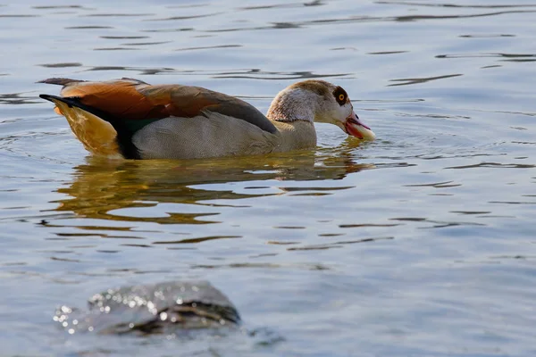 Плавання пташиний гусак крупним планом, їсть хліб — стокове фото