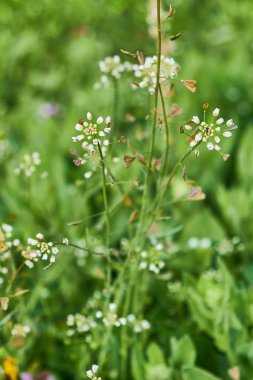 yeşil bir çayır üzerinde Shepherd s çanta bitki