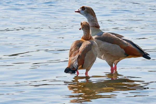 Imagen a color de pareja de ganso del Nilo en el rin del río — Foto de Stock