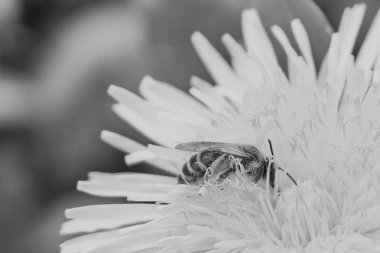 arı sarı bir karahindiba çiçeği, siyah beyaz resim polen topluyor