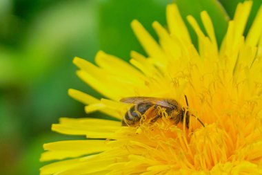 arı sarı bir karahindiba çiçeği polen topluyor