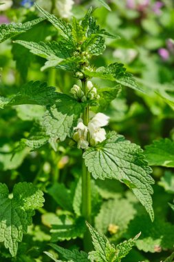 beyaz deadnettle yakın, Lamium albüm, güneş ışığında
