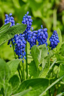 güneşli bir günde bir çayırda üzüm sümbül