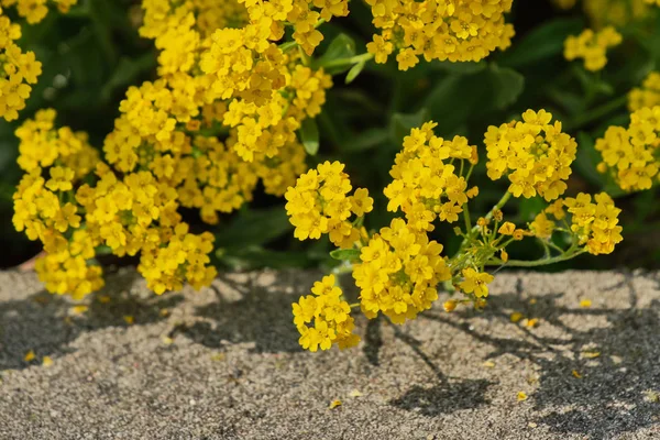 Close Montanha Alison Alyssum Montanum — Fotografia de Stock