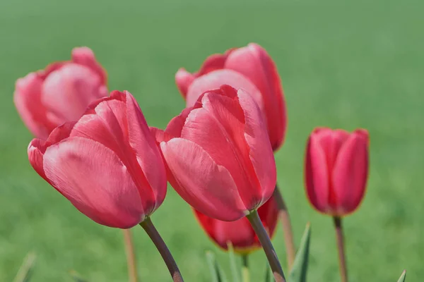 Närbild på rosa tulpaner — Stockfoto