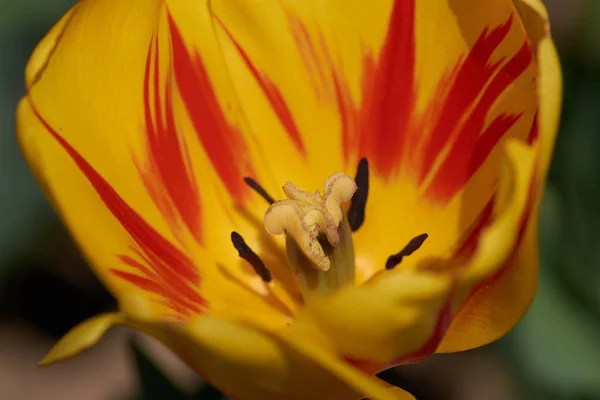 Красивый Красный Желтый Тюльпан Размытый Фон Тюльпанах Поле Саду Весной — стоковое фото