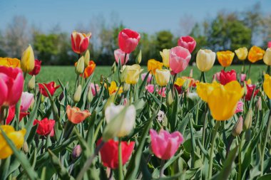 Almanya'da bir lale alanında renkli laleler