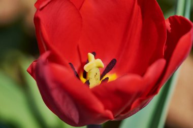Güzel kırmızı lale, lale alanında bulanık arka plan veya baharda bahçede, çekirdek içinde stamen ile görünümü