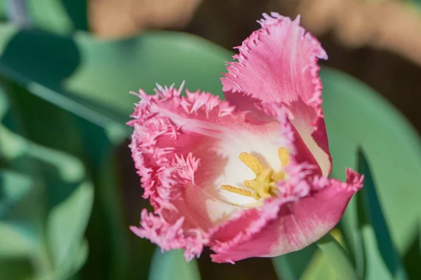 Makro Färg Foto Tulip Fancy Krusiduller Solig Dag — Stockfoto