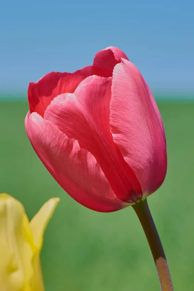 Розовый Тюльпан Поле Против Голубого Неба — стоковое фото