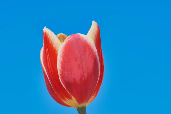Röd Tulpan Blomma Huvudet Mot Blå Himmel — Stockfoto