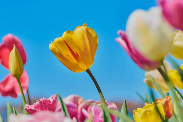 Острый Желтый Тюльпан Рядом Размытыми Другими Цветными Тюльпанами Поле — стоковое фото