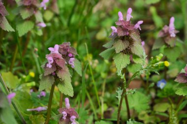 mor deadnettle yakın