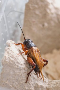 sakallı ejderhalar için hayvansal gıda olarak kriket