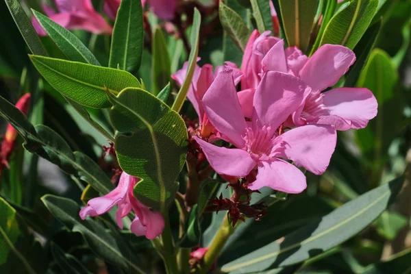 close up color picture of pink oleander flowers on a sunny day