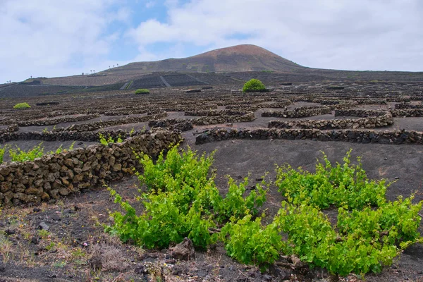 Vinha em Lanzarote, Ilhas Canárias — Fotografia de Stock