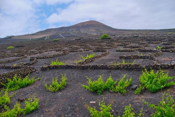 Vineyard Lanzarote, Kanári-szigetek — Stock Fotó