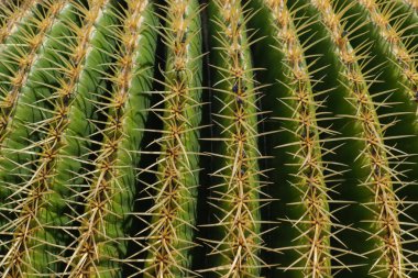 güneşli bir günde Latin Echinocactus grusonii denilen kaktüs üzerinde yakın