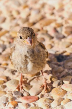 Serçe yakın çekim