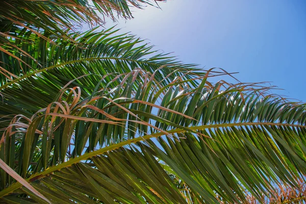 Színes képet a pálmafa levelek ellen kék ég — Stock Fotó